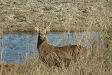 sambar 2